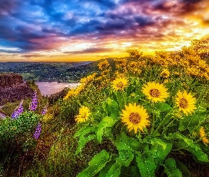 Słonecznik ozdobny, Zachód słońca, Stan Oregon, Stany Zjednoczone, Rzeka Kolumbia, Kanion