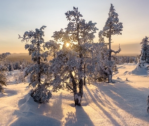 Finlandia, Laponia, Drzewa, Śnieg, Promienie słońca, Zima