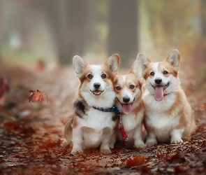 Liście, Welsh corgi pembroke, Trzy, Psy