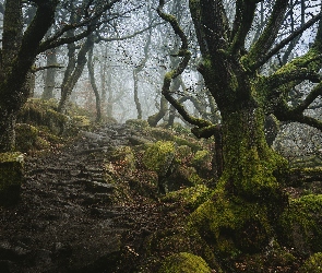 Anglia, Kamienie, Las, Drzewa, Dolina Padley Gorge