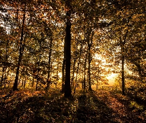 Las, Przebijające światło, Jesień