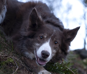 Pysk, Border collie