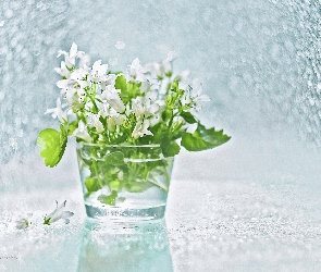 Biały, Dzwonek Dalmatyński, Dekoracja, Campanula