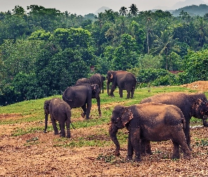 Słonie, Palmy, Drzewa, Pinnawala, Sri Lanka