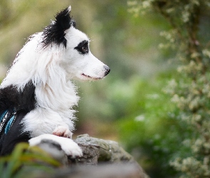 Tło, Rozmyte, Border collie, Murek