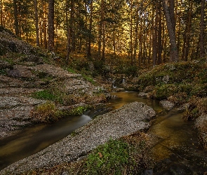 Las, Rośliny, Skały, Strumyk, Kamienie