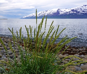 Islandia, Góry, Trawa, Morze, Kamienie, Stratowulkan Snaefellsjökull