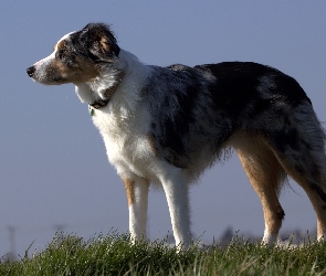 Border collie