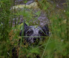 Pyszczek, Zarośla, Australian cattle dog