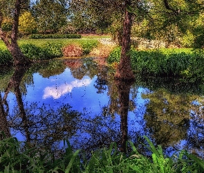 Odbicie, Trawy, Jezioro, Drzewa