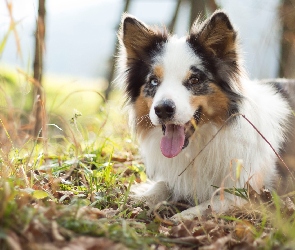 Border collie, Trawa, Język, Łąka, Pyszczek