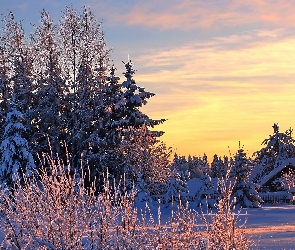 Zima, Wschód słońca, Dom, Drzewa
