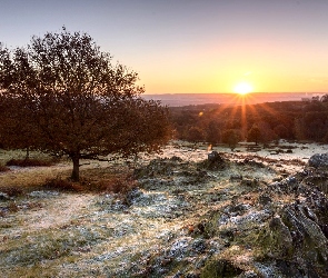 Hrabstwo Leicestershire, Anglia, Skały, Drzewa, Trawy, Kamienie, Promienie słońca