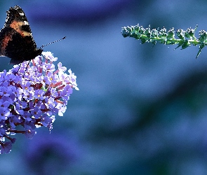 Motyl rusałka admirał, Budleja Dawida, Kwiat