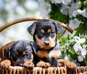 Koszyk, Rottweiler, Psy, Szczeniaki