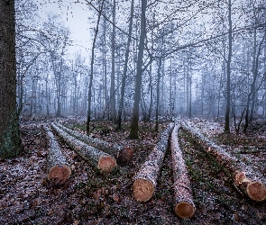 Jesień, Drzewa, Ścięte, Las