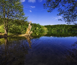 Drzewa, Jezioro, Chorwacja, Park Narodowy Jezior Plitwickich