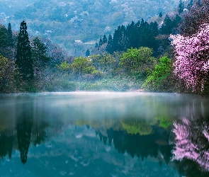 Korea Południowa, Wiosna, Drzewa
, Poranek, Mgła, Jezioro