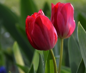 Czerwone, Tulipany, Dwa