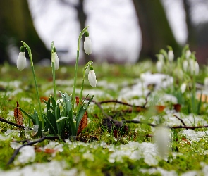 Przebiśniegi, Wiosna, Las