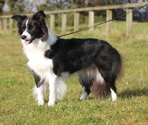 Pokaz, Trawa, Smycz, Border collie