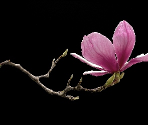 Czarne, Tło, Magnolia