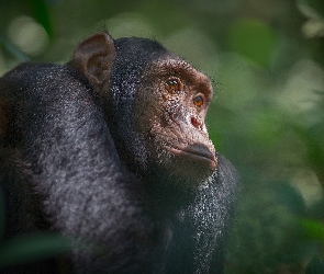Szympans, Małpa