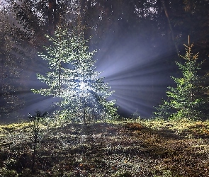 Las, Promienie słońca, Drzewa