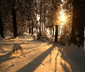 Cień, Słońce, Las, Zima, Ośnieżone, Drzewa