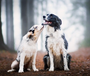 Dwa, Psy, Liście, Las, Dróżka, Border collie