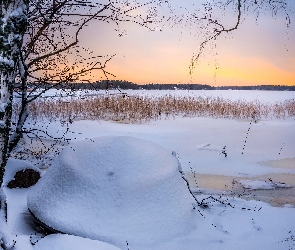 Drzewa, Ruonala, Finlandia, Jezioro, Szuwary, Brzozy, Zamarznięte, Zima
