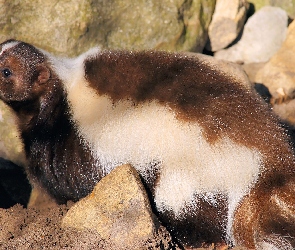 Skały, Skunks