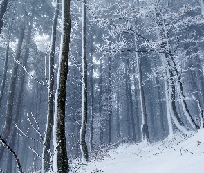 Las, Mgła, Zima