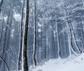 Zima, Mgła, Las