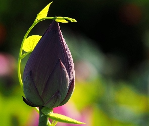 Pąk, Kwiat Lotosu