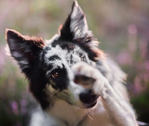 Pyszczek, Łapka, Border collie