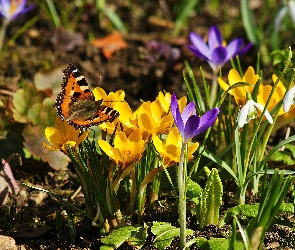 Motyl, Przebiśniegi, Wiosna, Krokusy