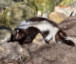 Głazy, Kamienie, Skunks