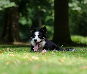 Liście, Jęzor, Border collie, Leżący, Łąka