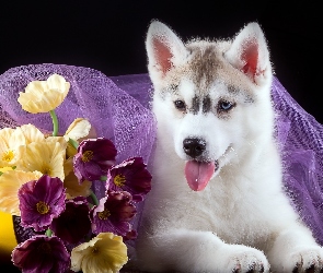 Szczeniak, Kwiatki, Siberian Husky
