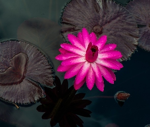 Lilia wodna, Liście, Kwiat