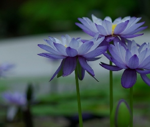 Niebieskie, Lilie wodne, Kwiaty