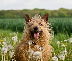 Dmuchawce, Łąka, Pies, Cairn terrier