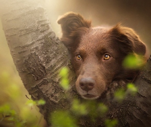 Owczarek australijski, Drzewo, Mordka, Australian shepherd