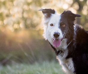 Pysk, Język, Border collie