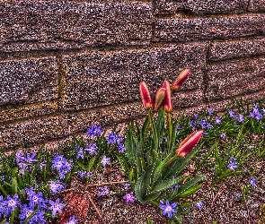 HDR, Śnieżnik lśniący, Mur, Tulipany