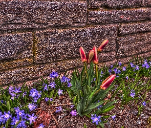 Mur, HDR, Śnieżnik lśniący, Tulipany