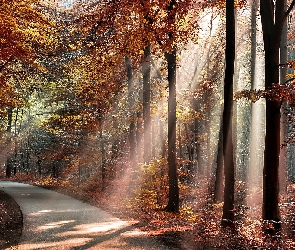 Las, Promienie słońca, Jesień, Droga