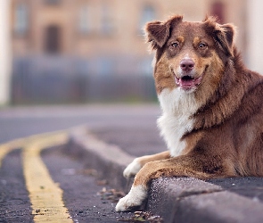Ulica, Chodnik, Owczarek australijski, Australian shepherd