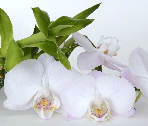 Orchidea, Bambus, Storczyki